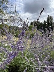 Salvia yangii