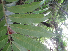 Cupania