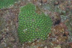 Galaxea fascicularis