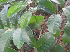 Cupania