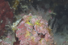 Hydrozoa