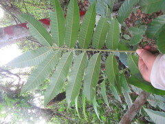 Cupania