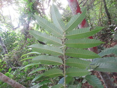 Cupania