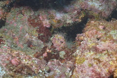 Hydrozoa
