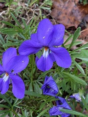 Viola pedata