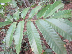 Cupania