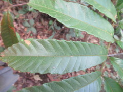 Cupania