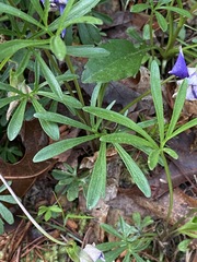 Viola pedata