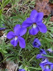 Viola pedata