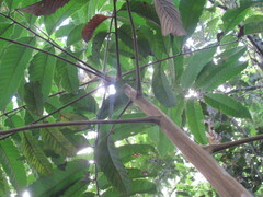 Cupania