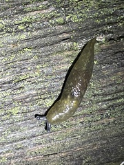 Limacus
