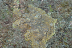 Echinopora hirsutissima