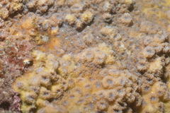 Echinopora hirsutissima