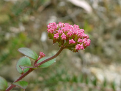 Platysace lanceolata