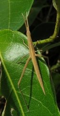 Acrida conica