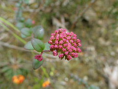 Platysace lanceolata