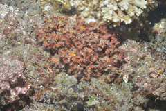 Rhodophyta