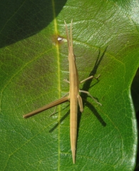Acrida conica