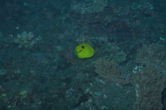 Chaetodon interruptus