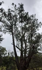 Casuarinaceae