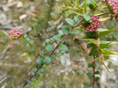 Platysace lanceolata