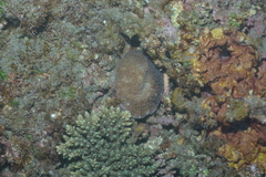 Lobactis scutaria