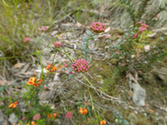 Platysace lanceolata