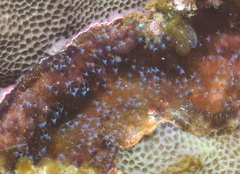 Hydrozoa