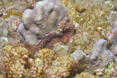 Hydrozoa