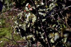 Cryptocarya alba