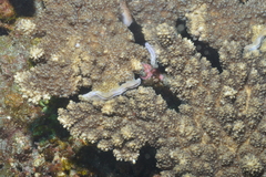 Acropora