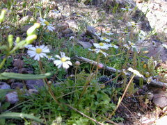 Brachyscome muelleri