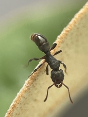 Rhytidoponera victoriae