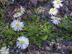 Brachyscome muelleri