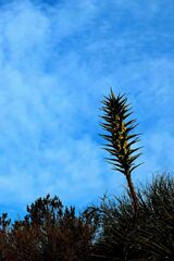 Puya chilensis
