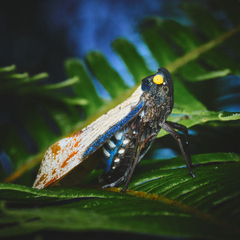 Penthicodes farinosus