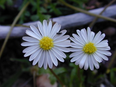 Brachyscome muelleri