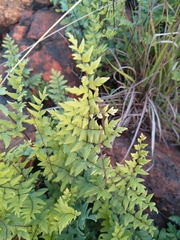 Cheilanthes viridis