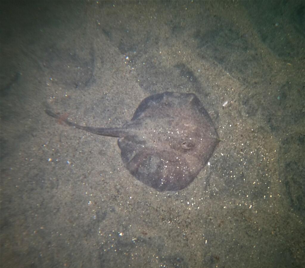 Munda round ray (Urotrygon munda) — Urotrygonidae