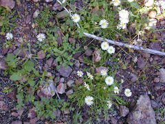 Brachyscome muelleri