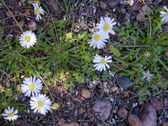 Brachyscome muelleri