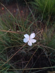 Dianthus mooiensis