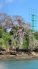 Adansonia digitata
