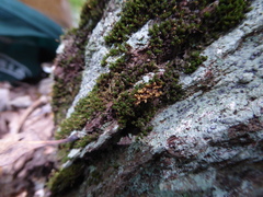 Ptychomitrium incurvum