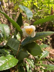 Camellia