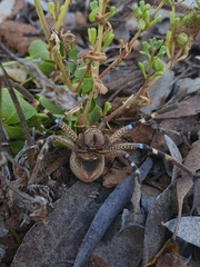 Neosparassus calligaster