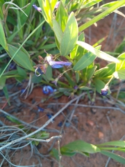 Rotheca hirsuta