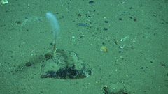 Asbestopluma