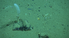 Asbestopluma