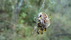 Neoscona orizabensis